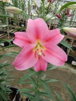 [5143 Ofuna 18 ST No02.JPG]